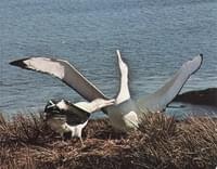Albatros viajero