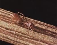 Araña hormiga