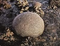 Coral en bola
