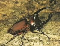 Escarabajo centauro