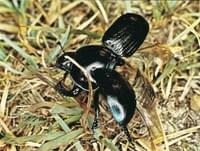 Escarabajo pelotero zumbador