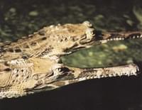 Falso gavial