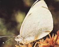 Mariposa blanca de la col
