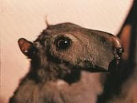 Murciélago cabeza de martillo