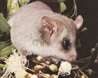 Opossum lirón