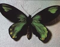 Ornithoptera de Victoria