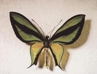 Ornithóptera