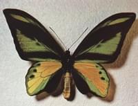 Ornithoptera quimera