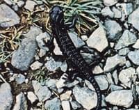 Salamandra negra