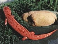 Salamandra roja