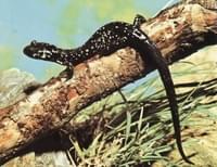 Salamandra viscosa