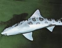 Tiburón leopardo