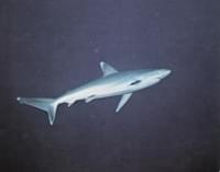 Tiburón plateado