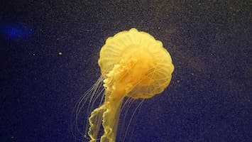 Esponjas y medusas