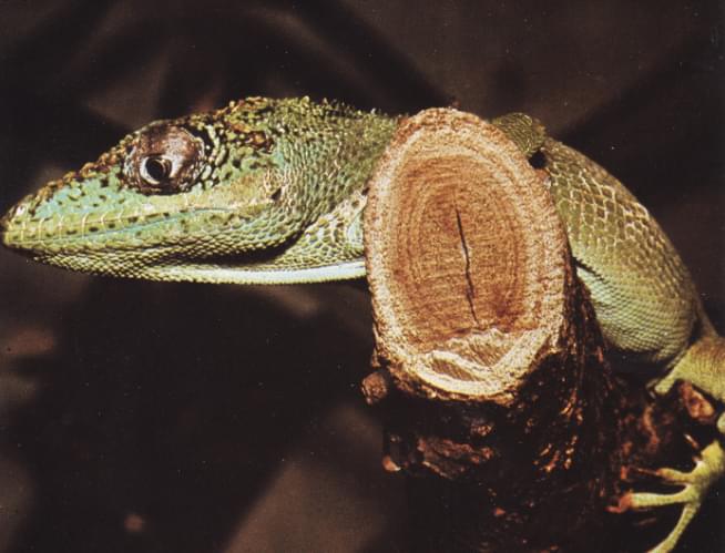 Anolis