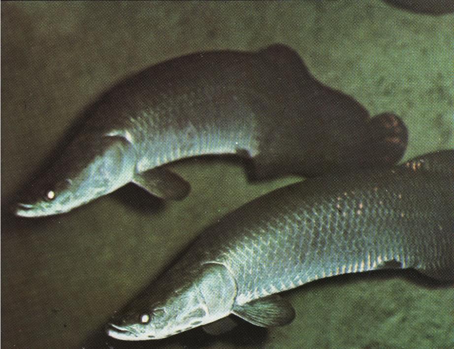 Arapaima