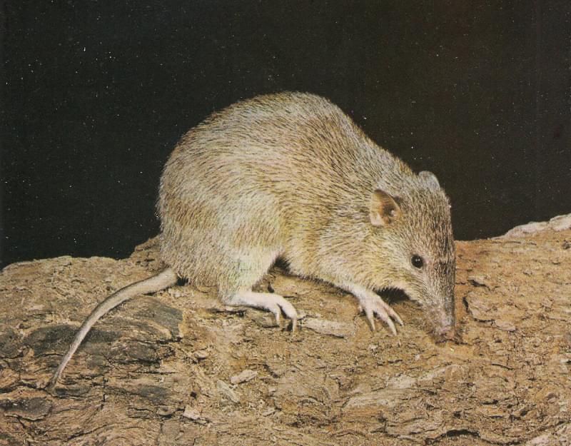 Bandicut de nariz corta