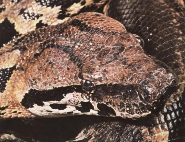 Boa constrictor de Madagascar