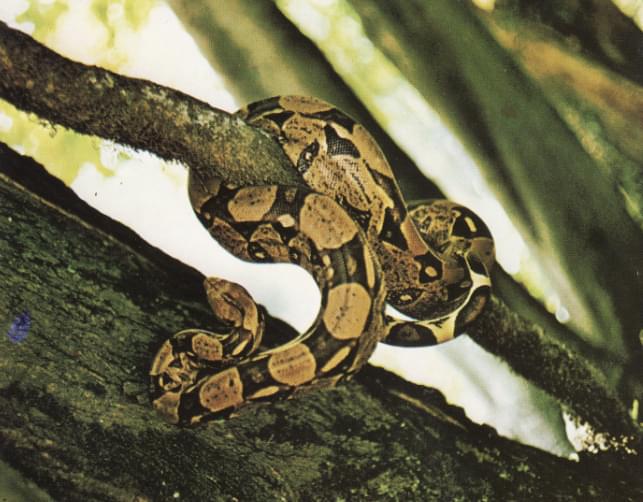 Boa constrictor