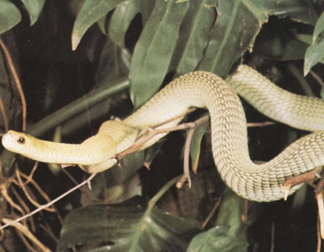 Boomslang