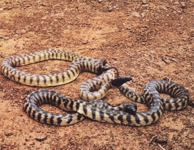 Cabecinegra de Australia