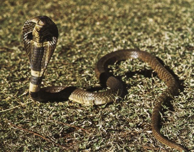 Cobra de cuello negro