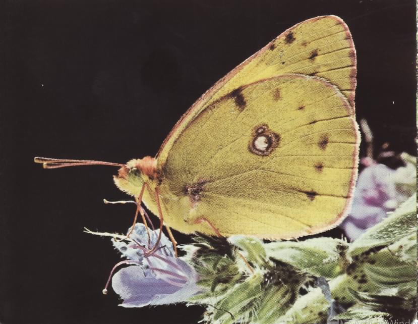 Colias austral