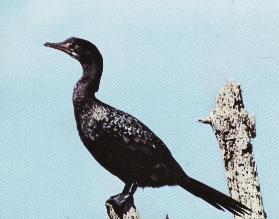 Cormorán africano