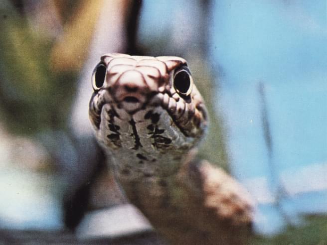 Culebra de látigo