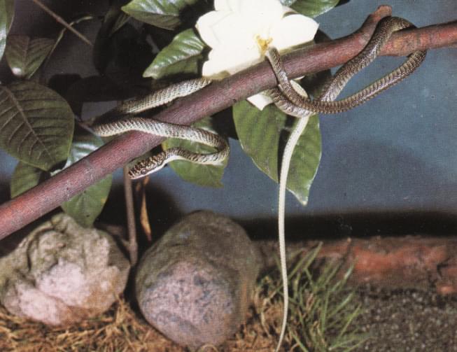 Culebra voladora