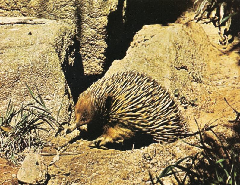 Equidna de Tasmania