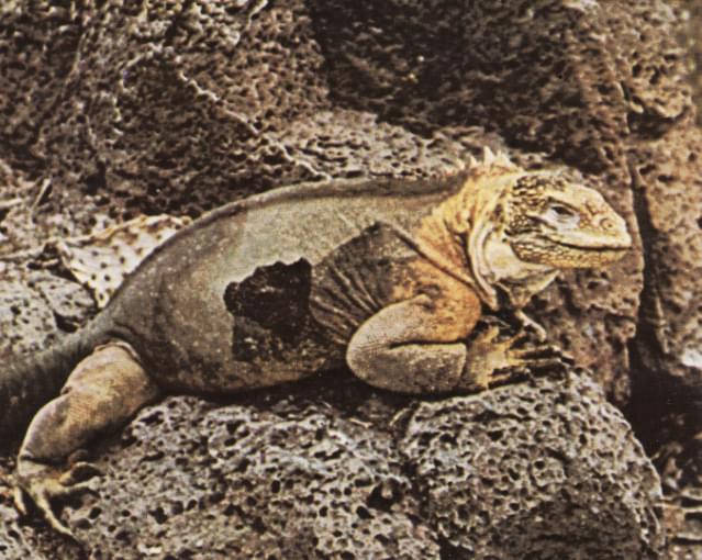 Iguana terrestre