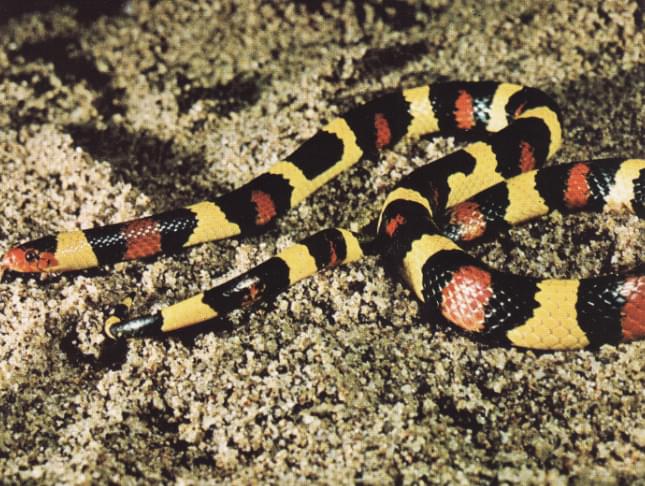 Lampropeltis