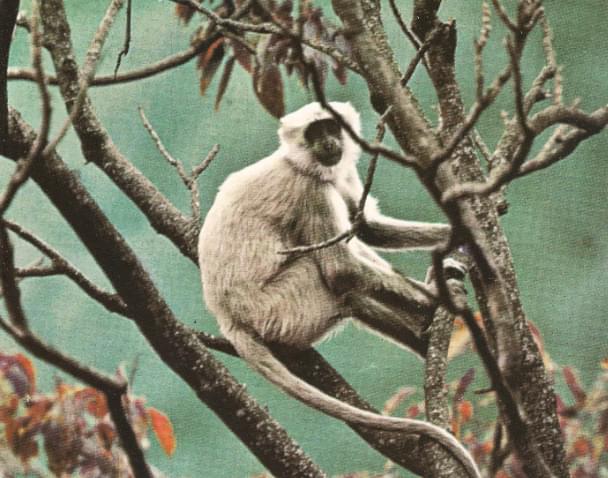 Langur común