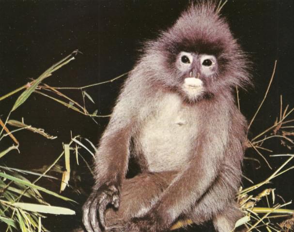 Langur con gafas 