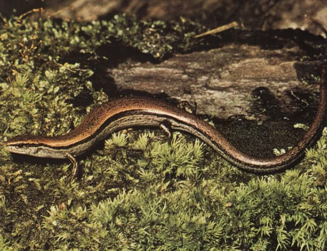 Lygosoma  americano