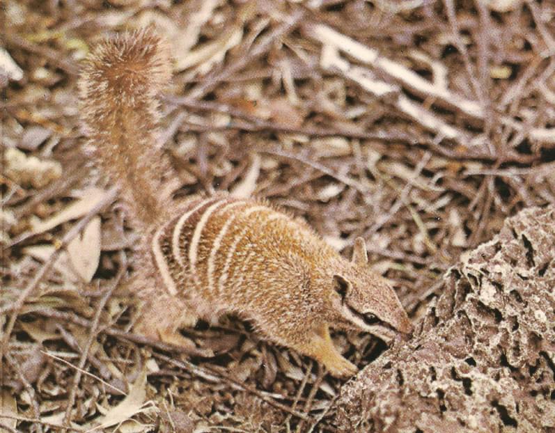 Numbat