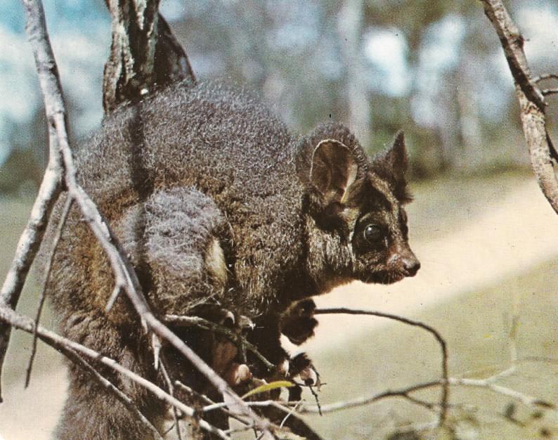 Opossum volador mayor