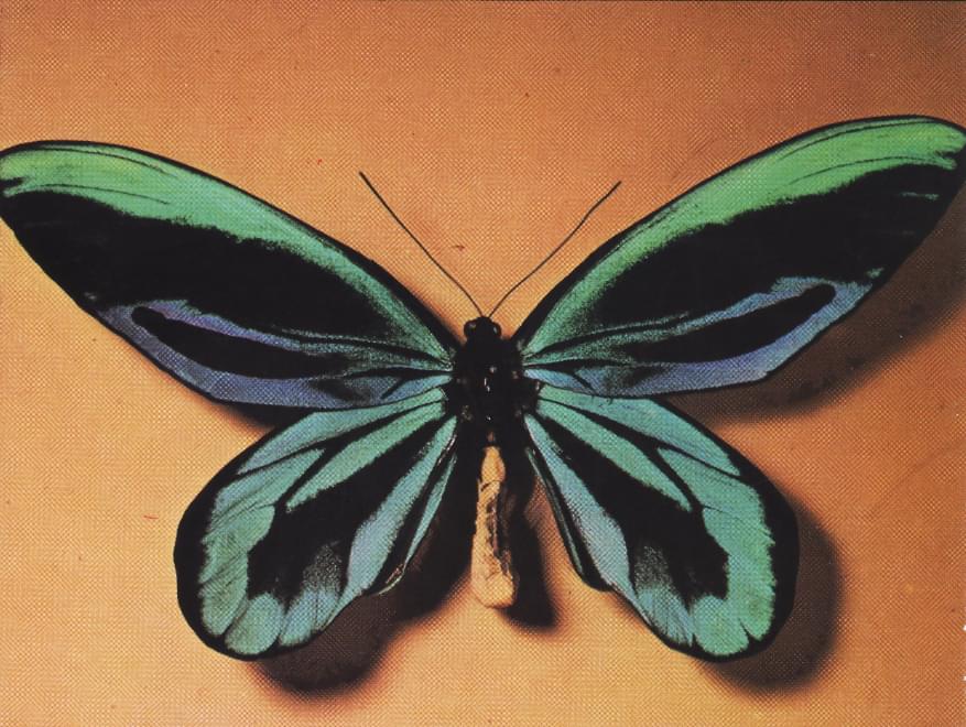 Ornithoptera gigante