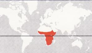 donde viven Pelícano africano
