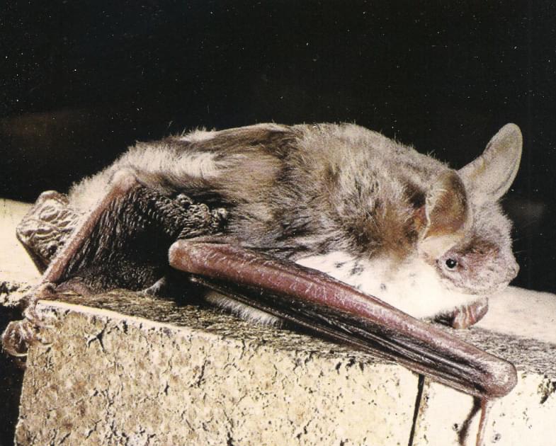 Pequeño myotis