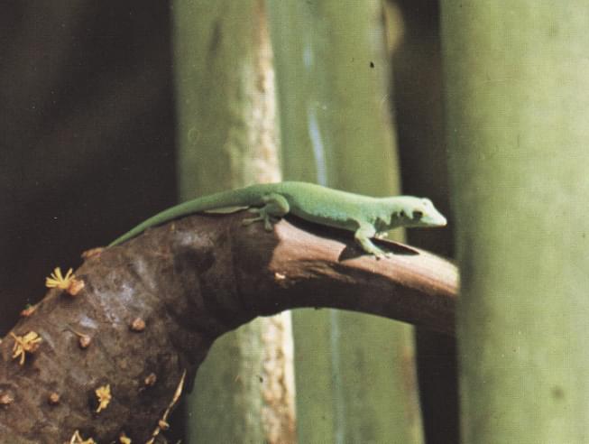 Phelsuma de Abbott