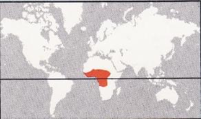 donde viven Protóptero africano