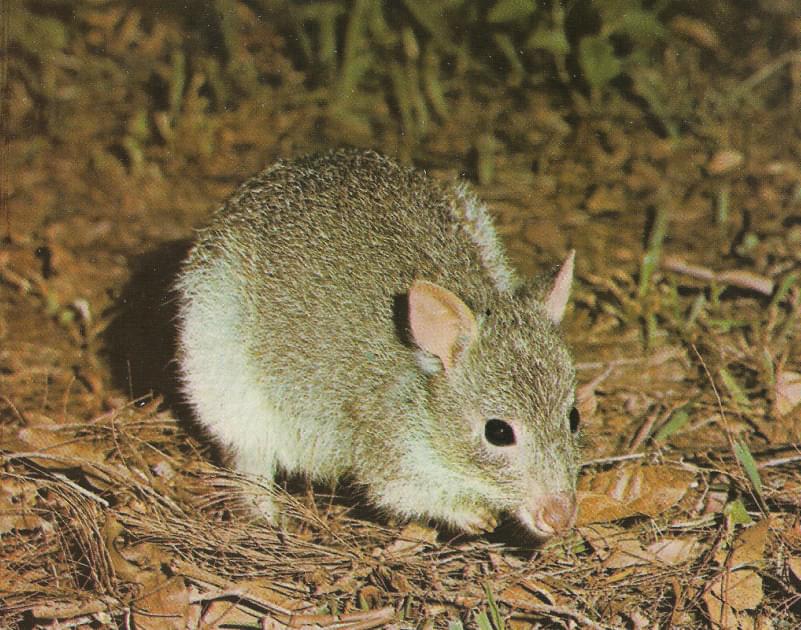 Rata canguro