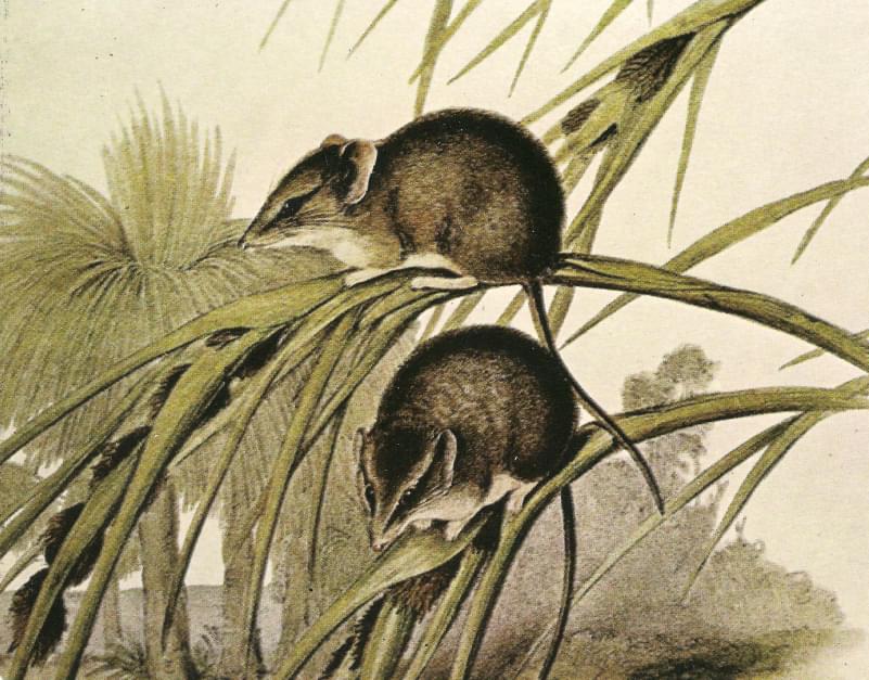 Ratón marsupial