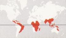 donde viven Serpiente ciega de Birmania