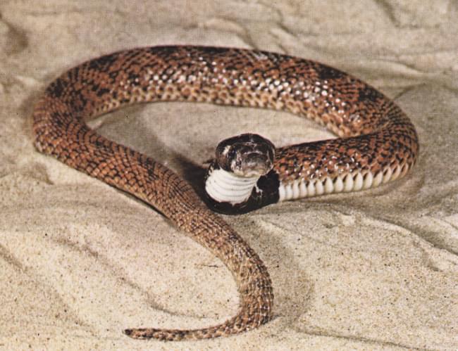 Serpiente coral africana