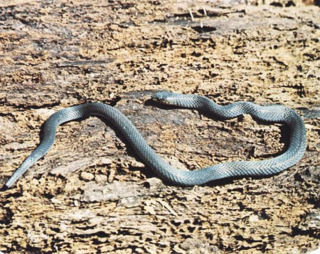 Serpiente gris de la selva