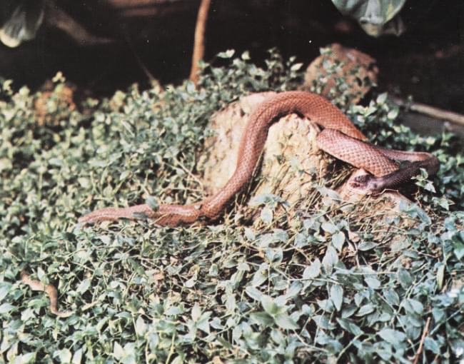 Serpiente parda gigante