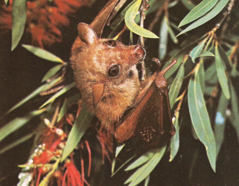 Syconycteris australis